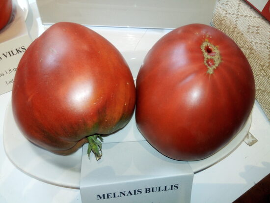 Бычок черный